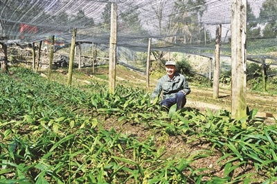 山间药农的“小算计”与“大情怀” 农业土地整理服务的智慧实践