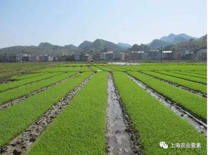 哪些农村土地可作为休闲农业用地 农业土地整理服务视角