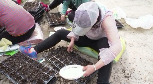 好测网 蔬菜工厂化育苗，助推农业转型升级与土地整理服务