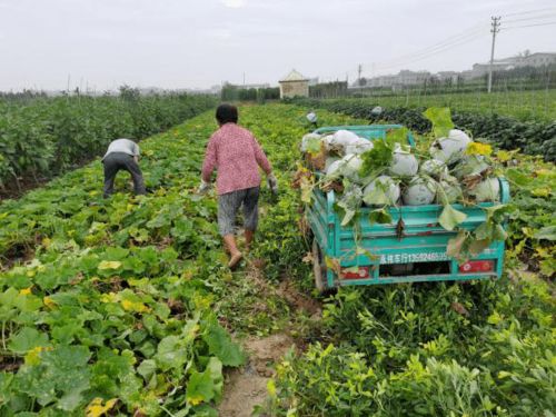美好复·益路相伴 绿都地产助农行，爱心冬瓜送万家